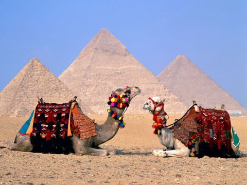 Cairo Camels